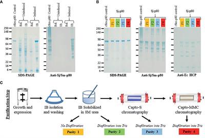 Process Development of Sj-p80: A Low-Cost Transmission-Blocking Veterinary Vaccine for Asiatic Schistosomiasis